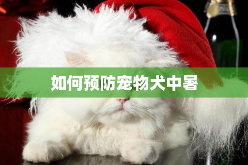 如何預防寵物犬中暑