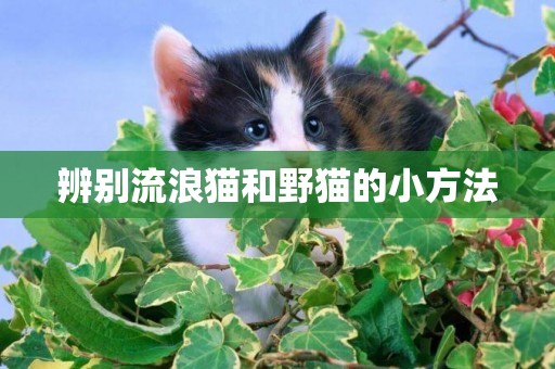 辨別流浪貓和野貓的小方法