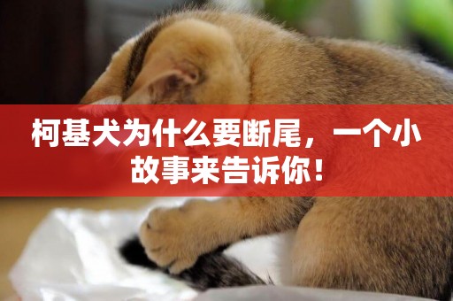 柯基犬為什么要斷尾，一個小故事來告訴你！