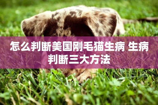 怎么判斷美國剛毛貓生病 生病判斷三大方法