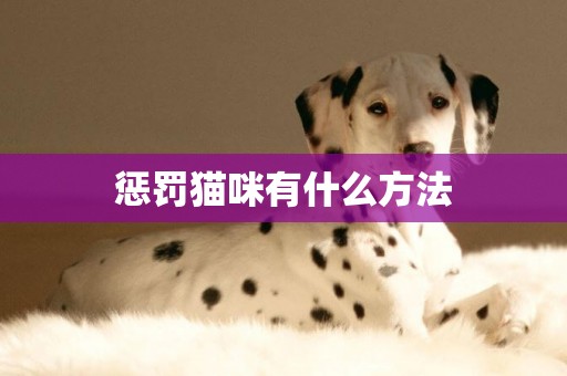 懲罰貓咪有什么方法