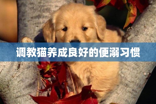 調教貓養成良好的便溺習慣