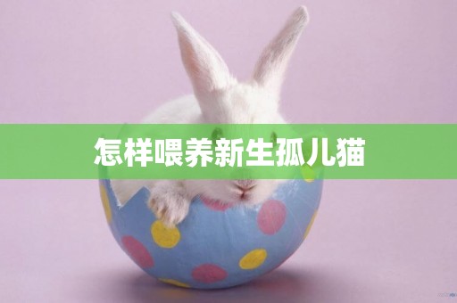 怎樣喂養新生孤兒貓