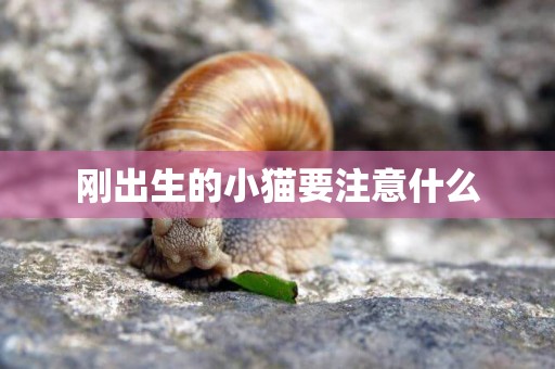 剛出生的小貓要注意什么