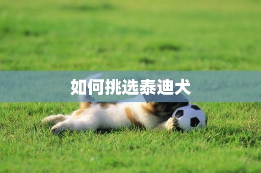 如何挑選泰迪犬