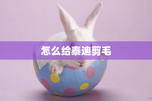 怎么給泰迪剪毛