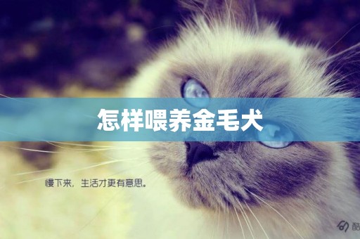 怎樣喂養金毛犬