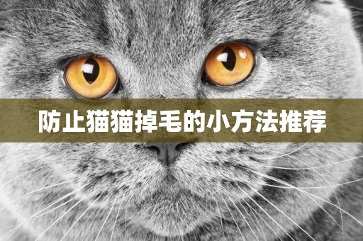 防止貓貓掉毛的小方法推薦