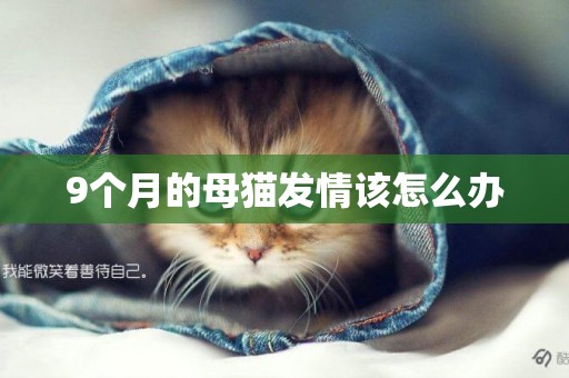 9個月的母貓發情該怎么辦