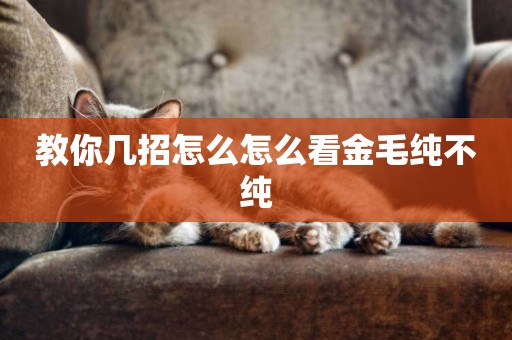 教你幾招怎么怎么看金毛純不純