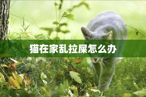 貓在家亂拉屎怎么辦