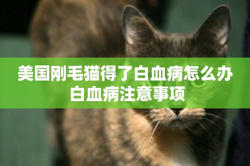 美國剛毛貓得了白血病怎么辦 白血病注意事項