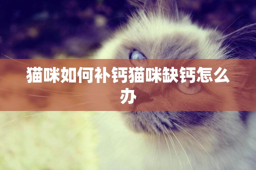 貓咪如何補鈣貓咪缺鈣怎么辦