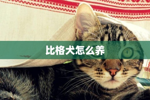 比格犬怎么養