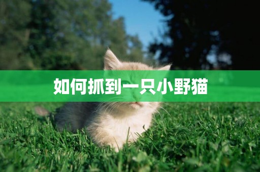 如何抓到一只小野貓