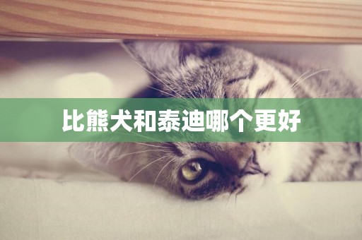 比熊犬和泰迪哪個更好