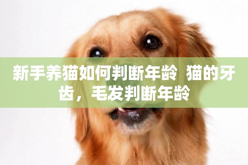 新手養貓如何判斷年齡  貓的牙齒，毛發判斷年齡