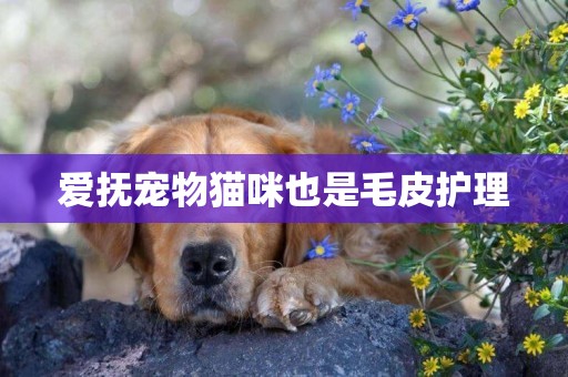 愛撫寵物貓咪也是毛皮護理