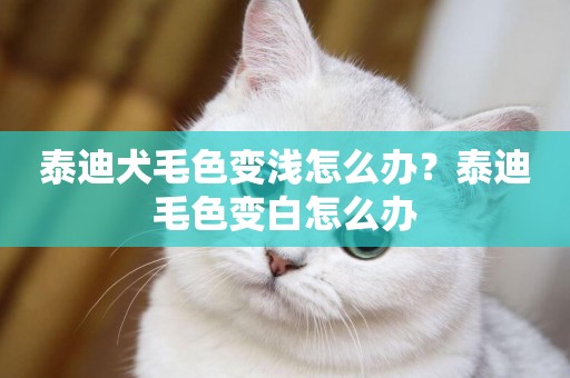 泰迪犬毛色變淺怎么辦？泰迪毛色變白怎么辦