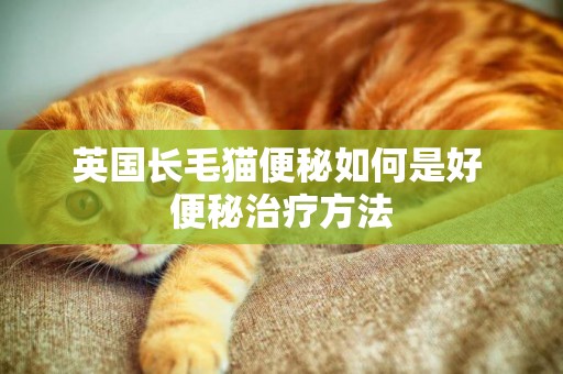 英國長毛貓便秘如何是好 便秘治療方法