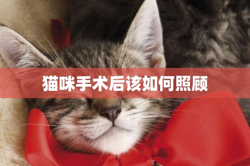 貓咪手術后該如何照顧