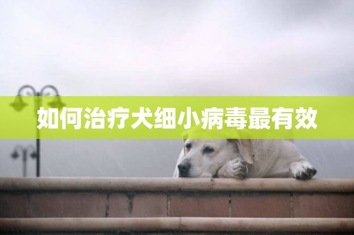 如何治療犬細小病毒最有效