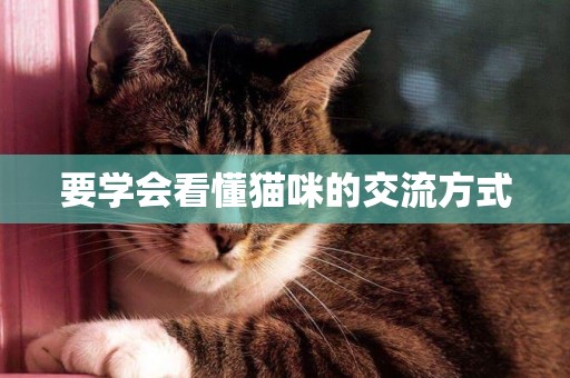 要學會看懂貓咪的交流方式