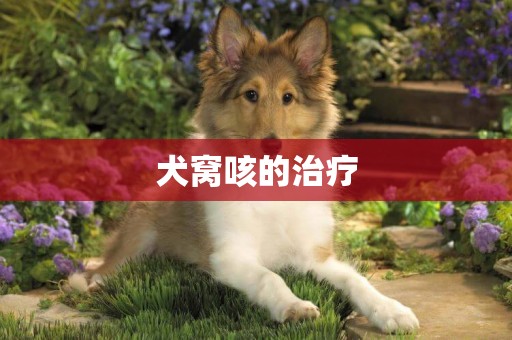 犬窩咳的治療