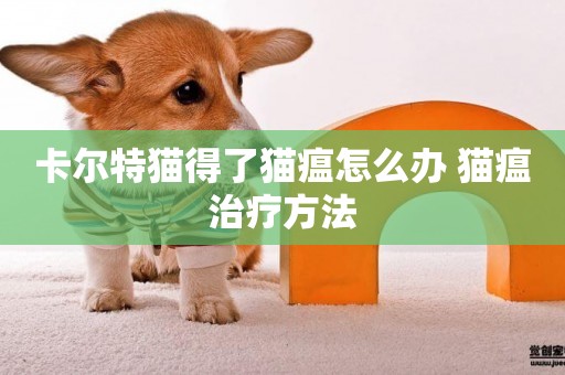 卡爾特貓得了貓瘟怎么辦 貓瘟治療方法