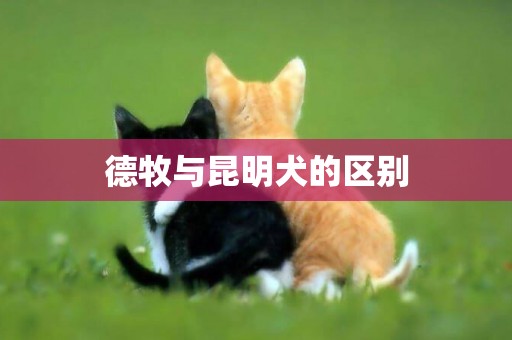 德牧與昆明犬的區別