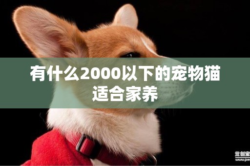 有什么2000以下的寵物貓適合家養