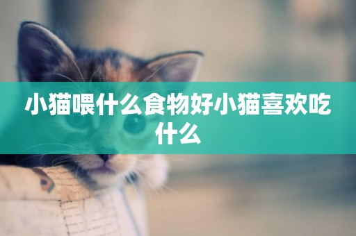 小貓喂什么食物好小貓喜歡吃什么