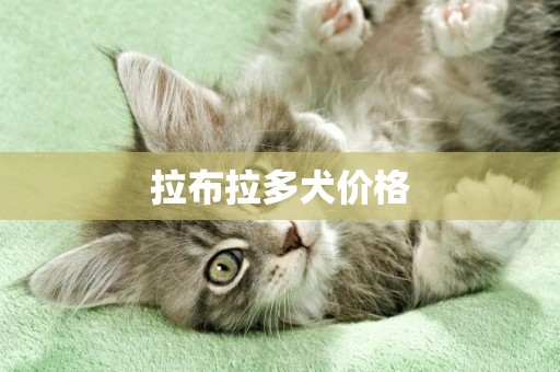 拉布拉多犬價格