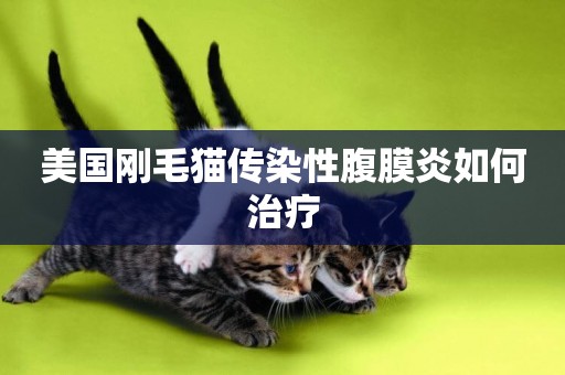 美國剛毛貓傳染性腹膜炎如何治療