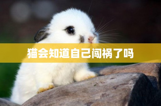 貓會知道自己闖禍了嗎