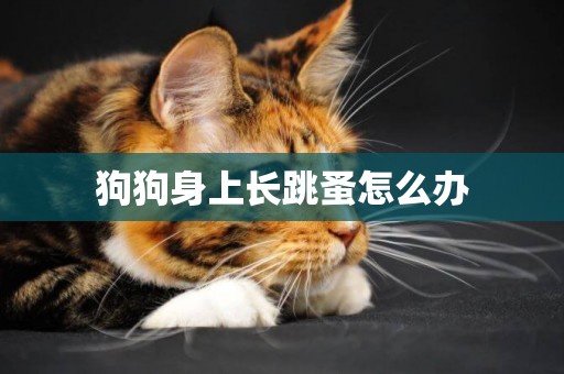 狗狗身上長跳蚤怎么辦