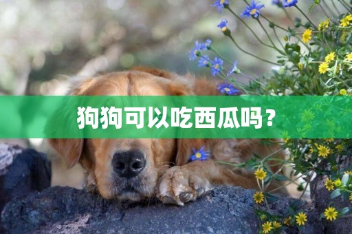 狗狗可以吃西瓜嗎？