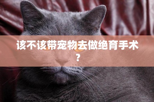 該不該帶寵物去做絕育手術？