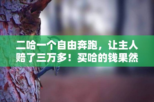 二哈一個自由奔跑，讓主人賠了三萬多！買哈的錢果然只是首付