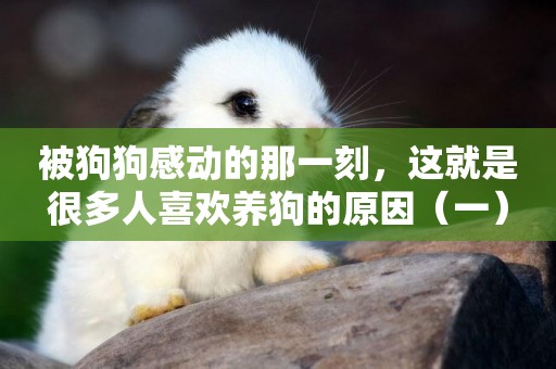 被狗狗感動的那一刻，這就是很多人喜歡養狗的原因（一）