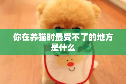 你在養貓時最受不了的地方是什么