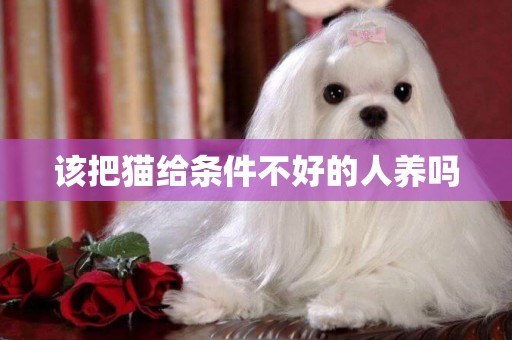 該把貓給條件不好的人養嗎