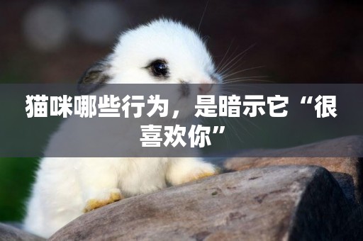 貓咪哪些行為，是暗示它“很喜歡你”
