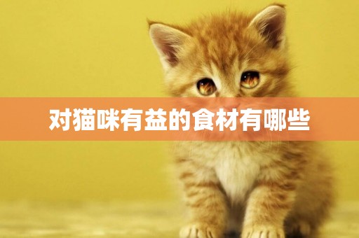 對貓咪有益的食材有哪些