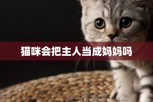 貓咪會把主人當成媽媽嗎