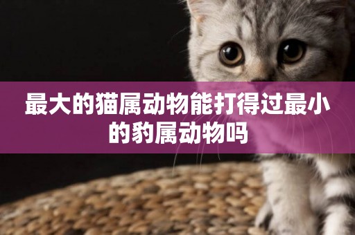 最大的貓屬動物能打得過最小的豹屬動物嗎
