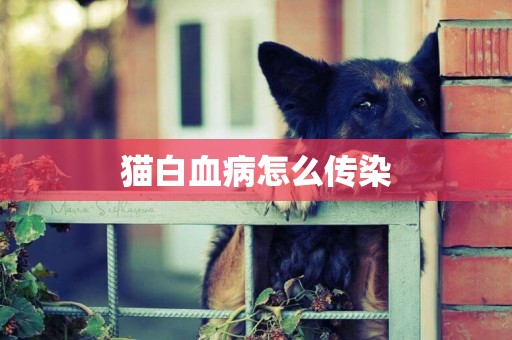 貓白血病怎么傳染