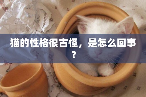 貓的性格很古怪，是怎么回事？