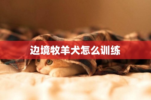 邊境牧羊犬怎么訓練