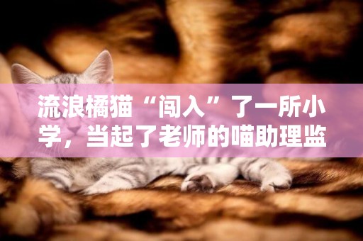 流浪橘貓“闖入”了一所小學，當起了老師的喵助理監督孩子們上課